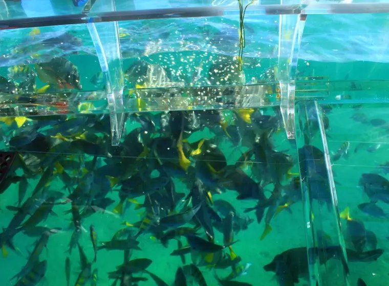 Peces tropicales vistos desde el barco de casco transparente
