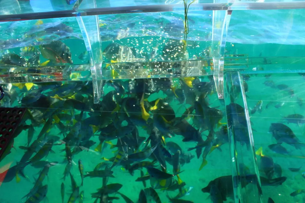 Barco transparente al Arco de Cabo San Lucas — 1