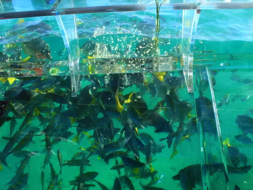 Barco transparente al Arco de Cabo San Lucas
